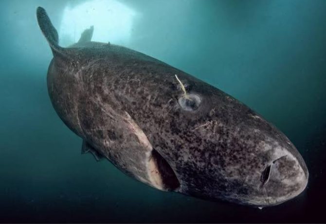 shark