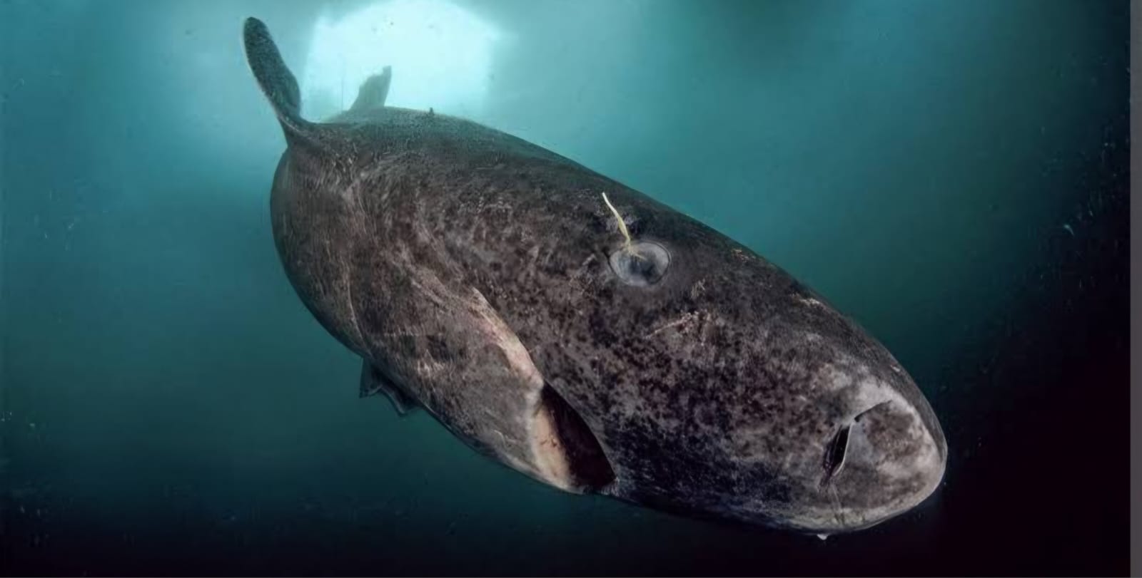 shark